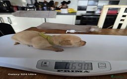 Labrador Retriever dogs for sale: KC REG Lab puppys x 2/11 ready to take home - Image 29