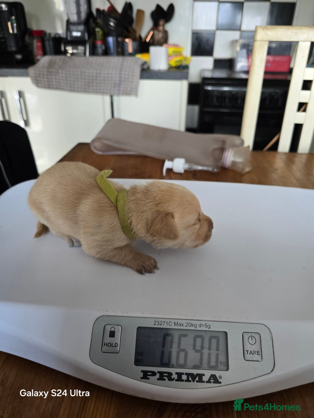 Labrador Retriever dogs for sale: KC REG Lab puppys x 2/11 ready to take home - Image 29
