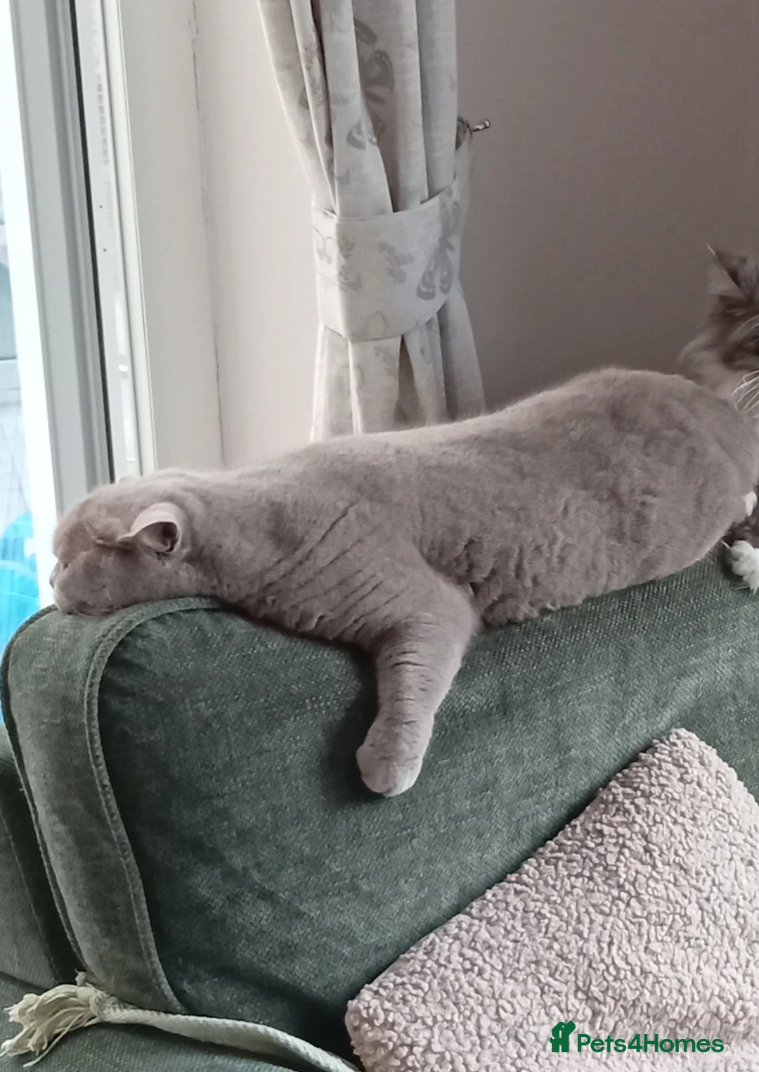 British Shorthair cats for sale: Gorgeous British short-hair girl  - Advert 2