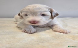 Australian Labradoodle dogs for sale: Australian Labradoodle Puppies  - Image 6