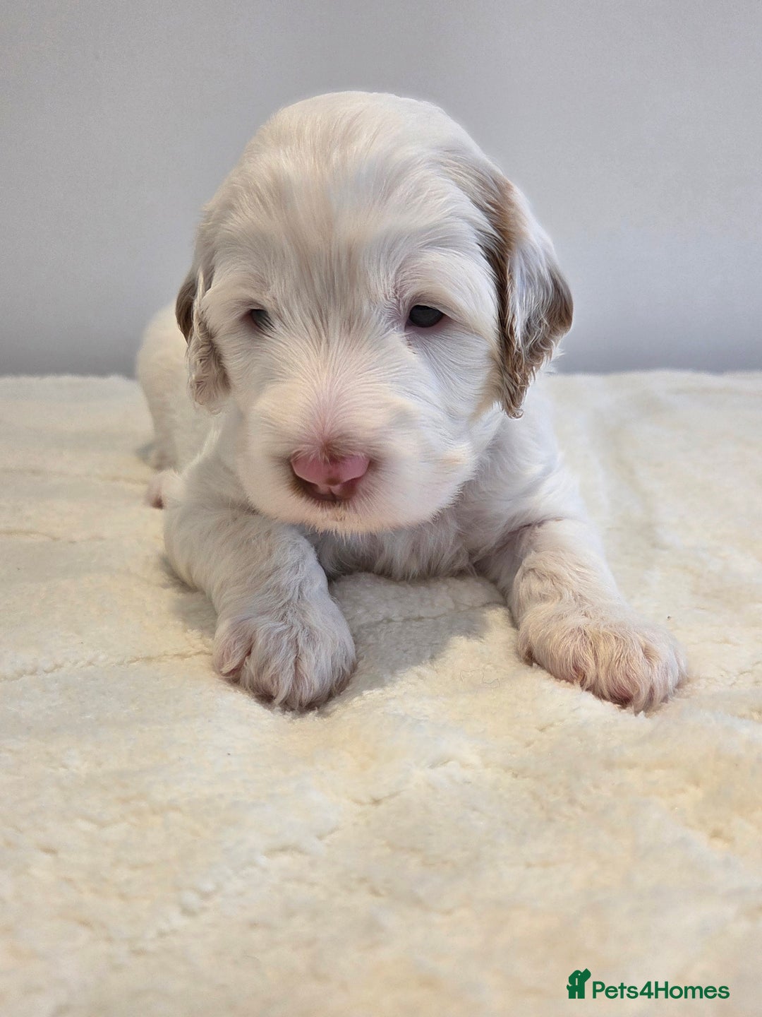 Australian Labradoodle dogs for sale: Australian Labradoodle Puppies  - Image 6