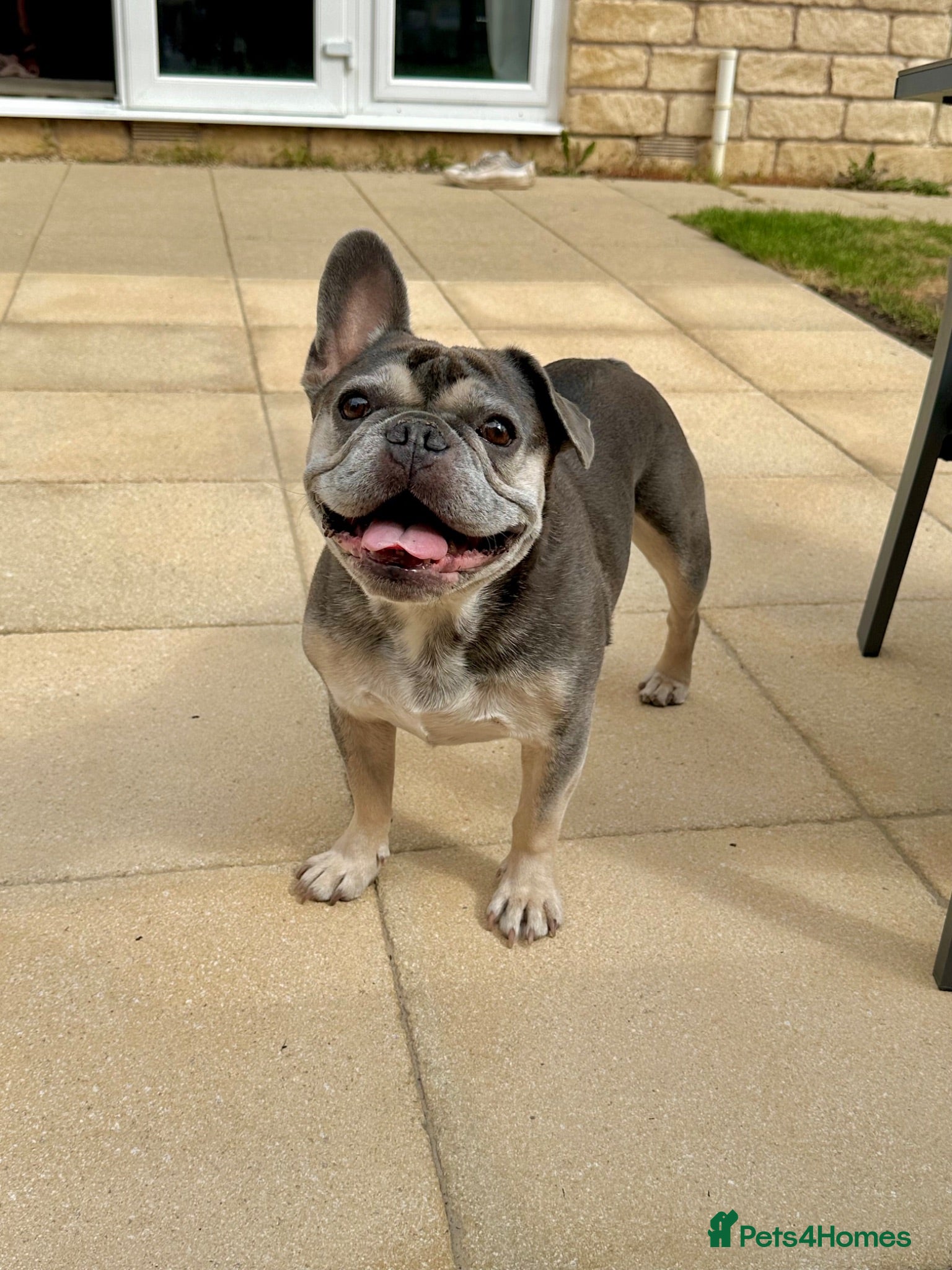 French Bulldog dogs 2 x French Bulldogs (Boy 7 & Girl 10) - Advert 17