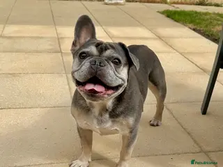 French Bulldog dogs 2 x French Bulldogs (Boy 7 & Girl 10) - Advert 9