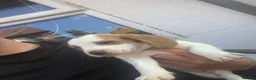 Bocker dogs for sale: Bocker pups - Advert 4