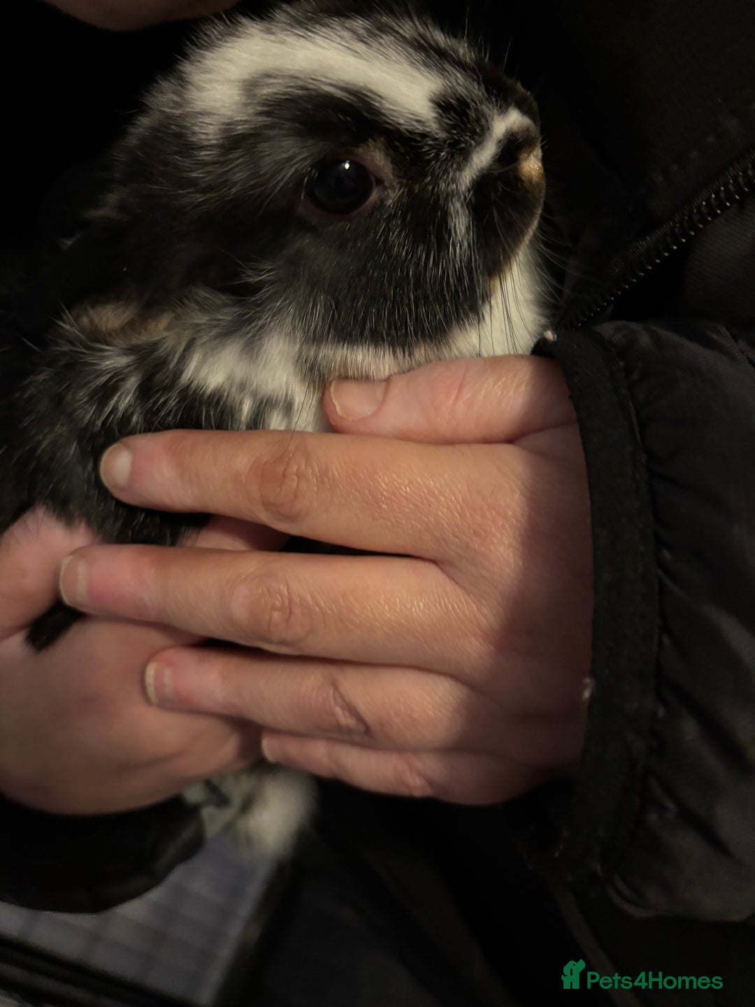Mixed Breed rabbits for sale: Two female baby rabbits - Advert 2