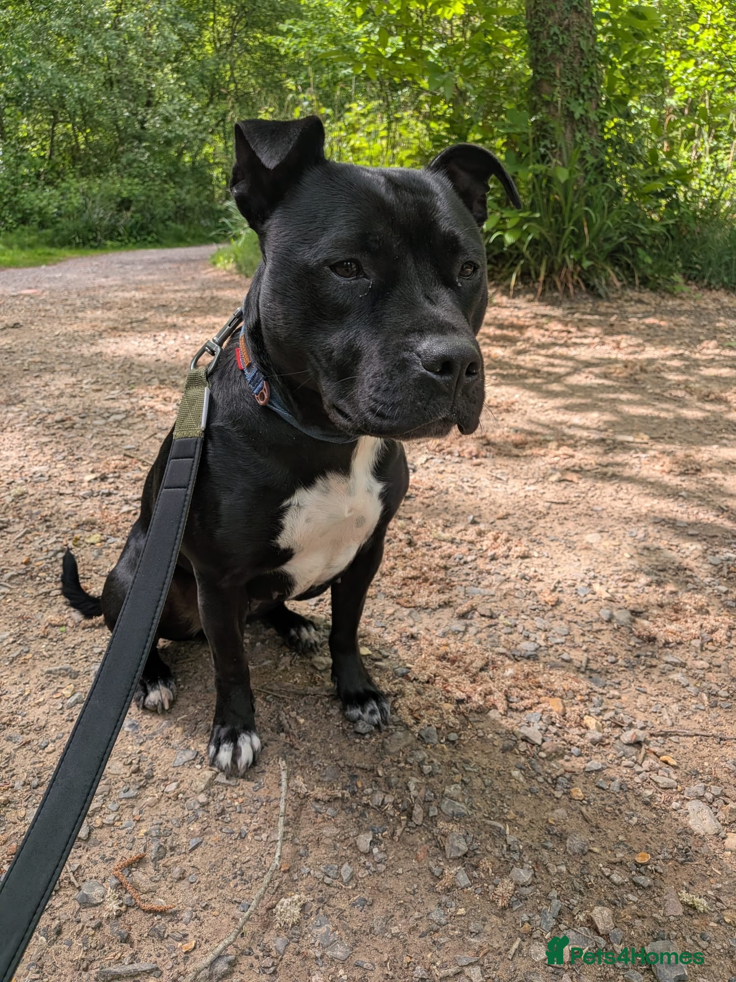 Staffordshire Bull Terrier dogs Female Staffordshire bull terrier  - Advert 1