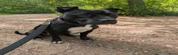 Staffordshire Bull Terrier dogs for sale: Female Staffordshire bull terrier  - Advert 1