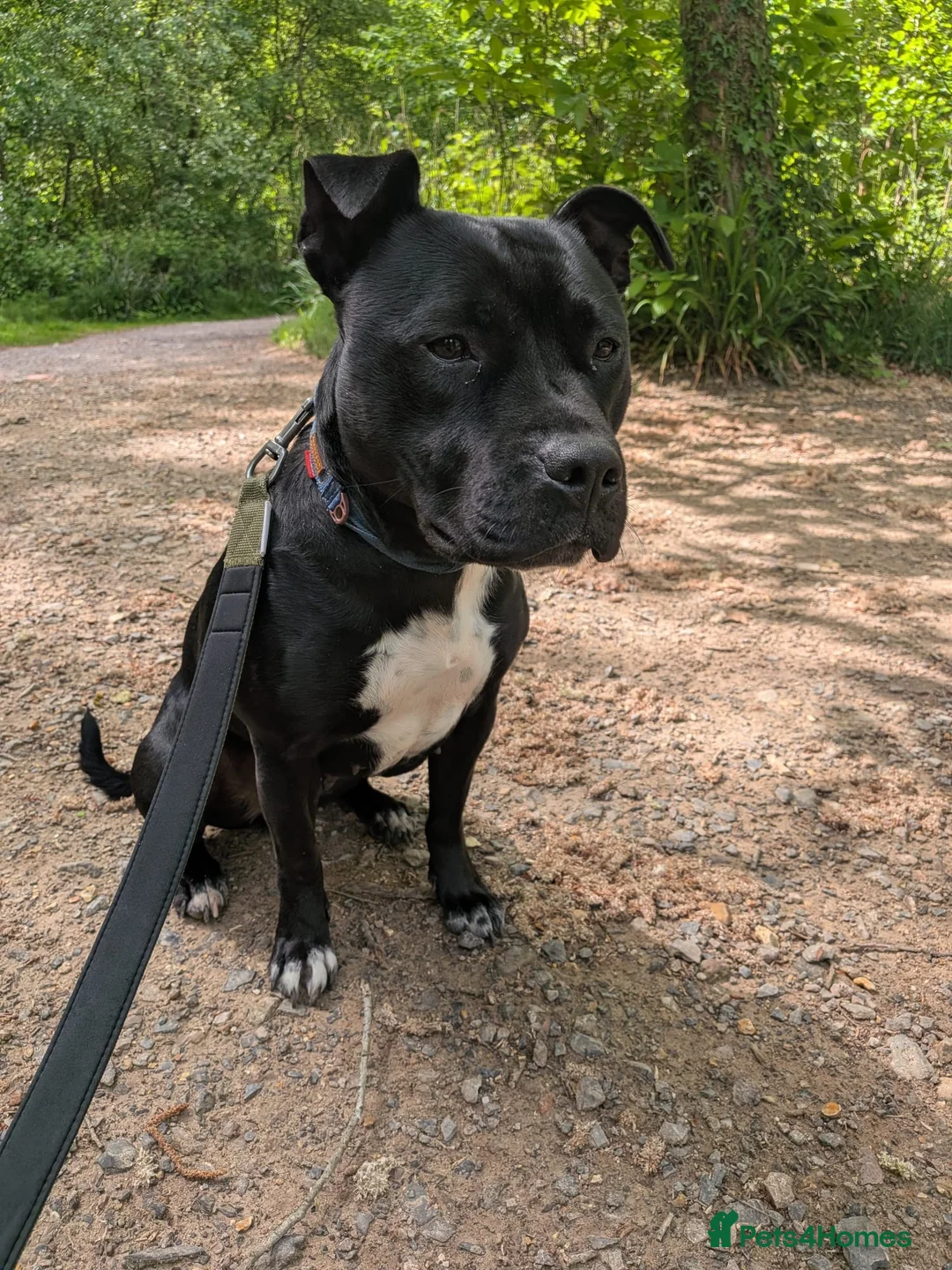 Staffordshire Bull Terrier dogs for sale: Female Staffordshire bull terrier  - Advert 1