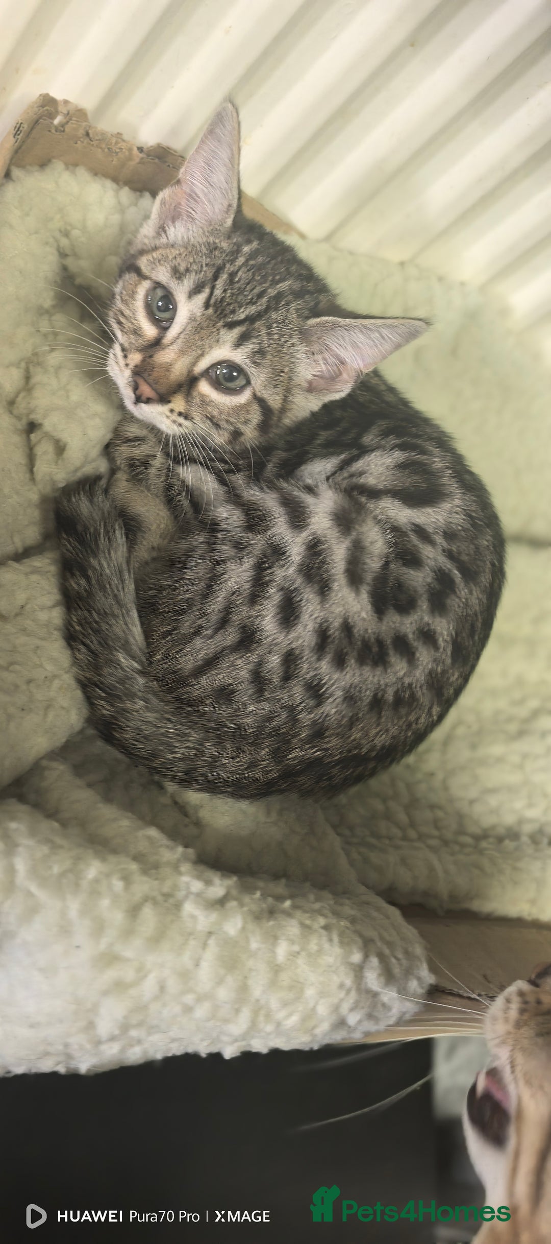 Bengal cats for sale: Sweet Bengal Kittens For Sale  - Image 32