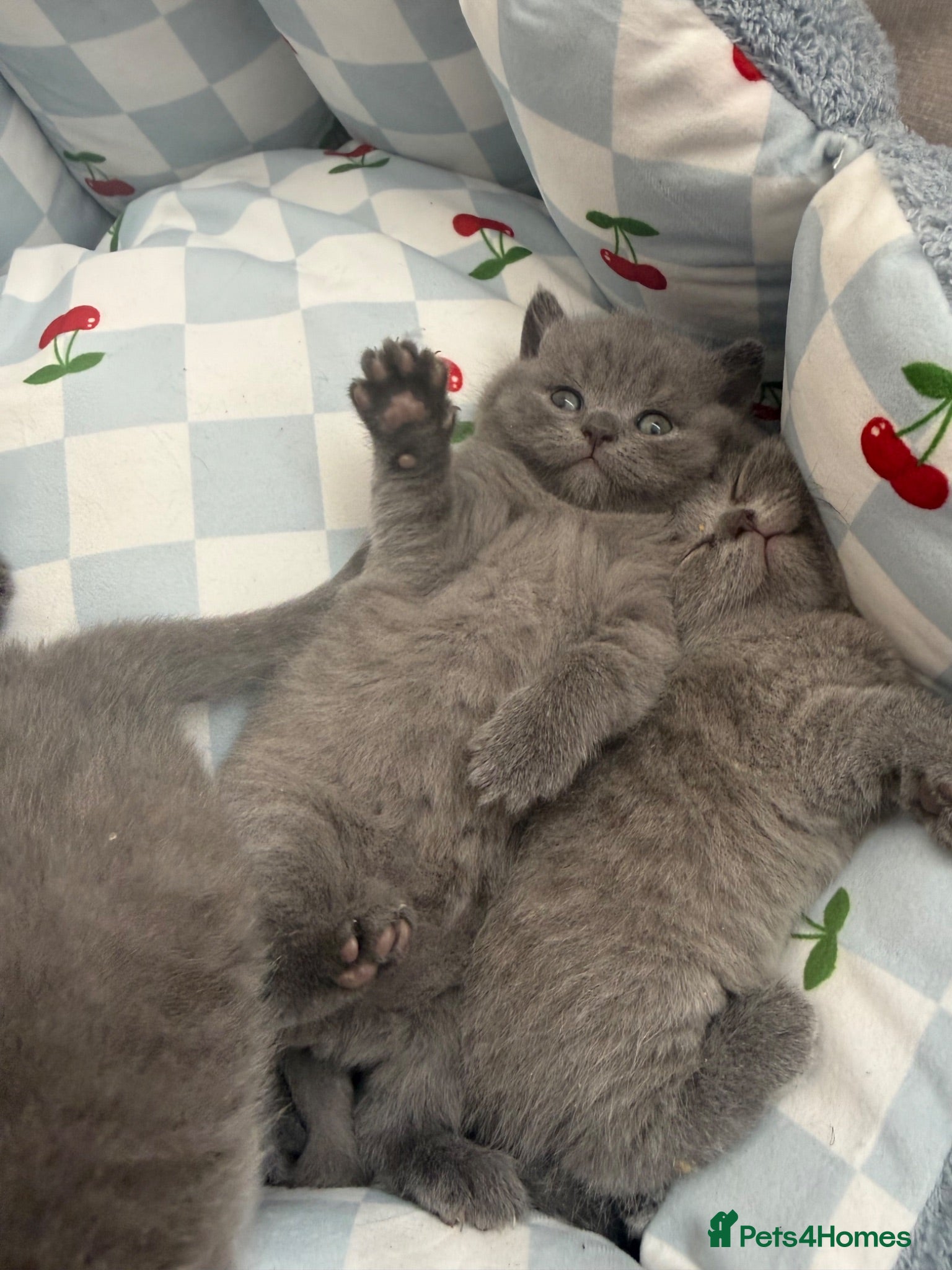 British Shorthair cats 🐱 British shorthair kittens pedigree ❤️❤️❤️ - Advert 1