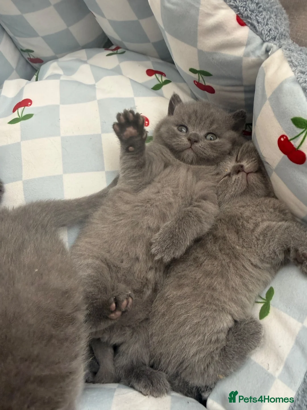 British Shorthair cats for sale: 🐱 British shorthair kittens pedigree ❤️❤️❤️ - Advert 1
