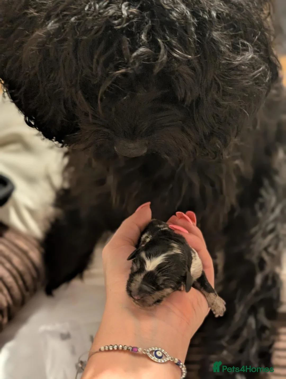 Mixed Breed dogs for sale: 🐾💕 GORGEOUS CAVAPOO × COCKAPOO PUPPIES  💕🐾 - Advert 2