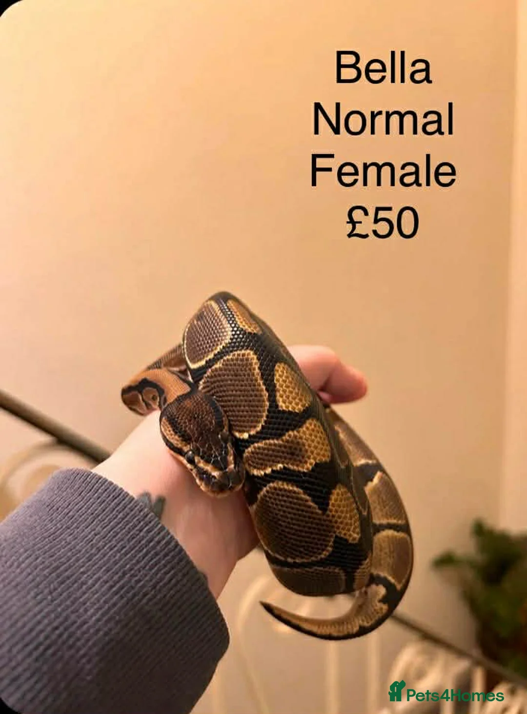 Python Snake reptiles for sale: ROYAL PYTHONS - Advert 2