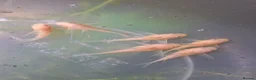 Corys fish for sale: Longfin Albino Corydoras  - Advert 6