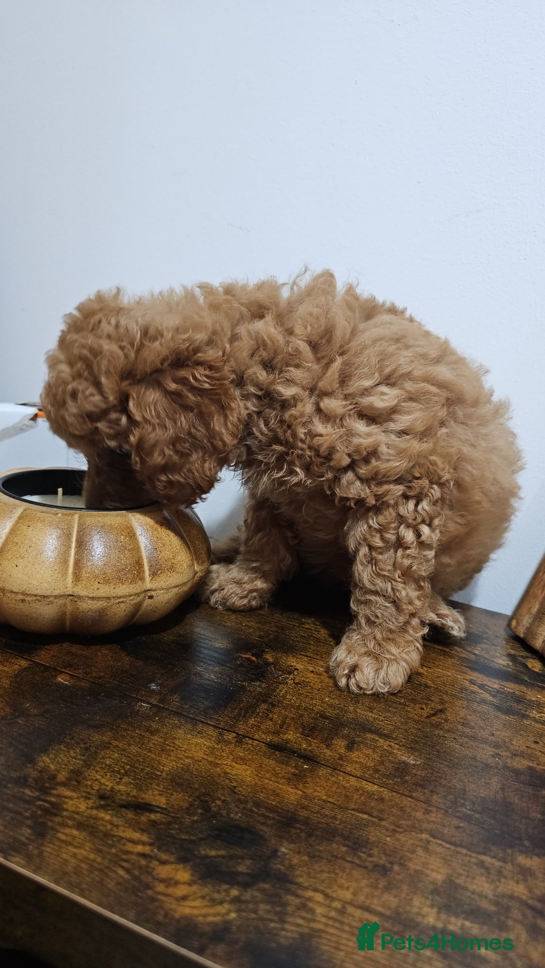 Cavapoo dogs for sale: Gorgeous Little Cavapoo Puppy  - Advert 9