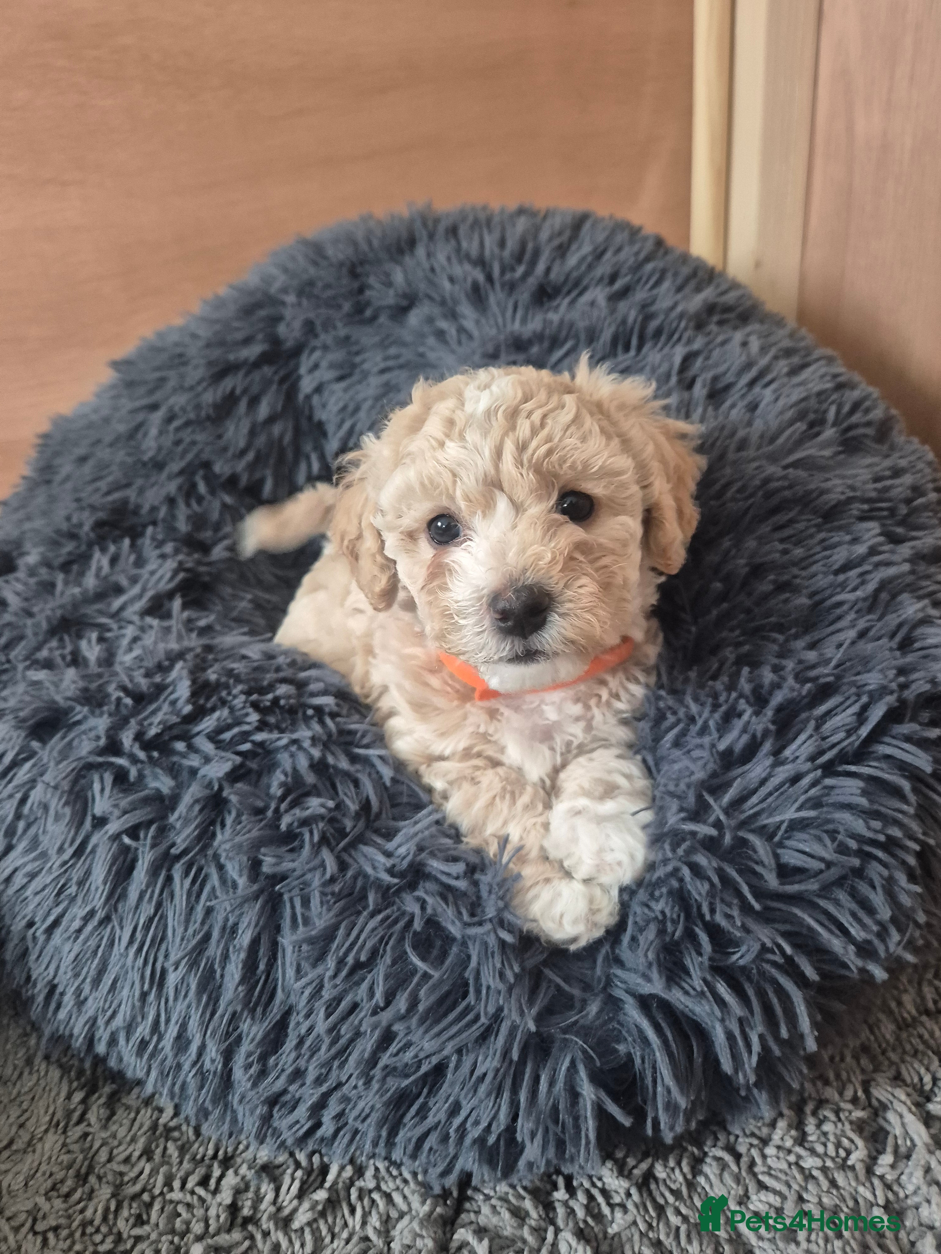 Poochon dogs Toy Poochon - Advert 10