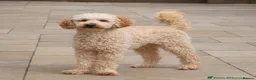 Cockapoo dogs for sale: Gorgeous F1 Cockapoo Pups  in Bexhill-on-Sea - Advert 10