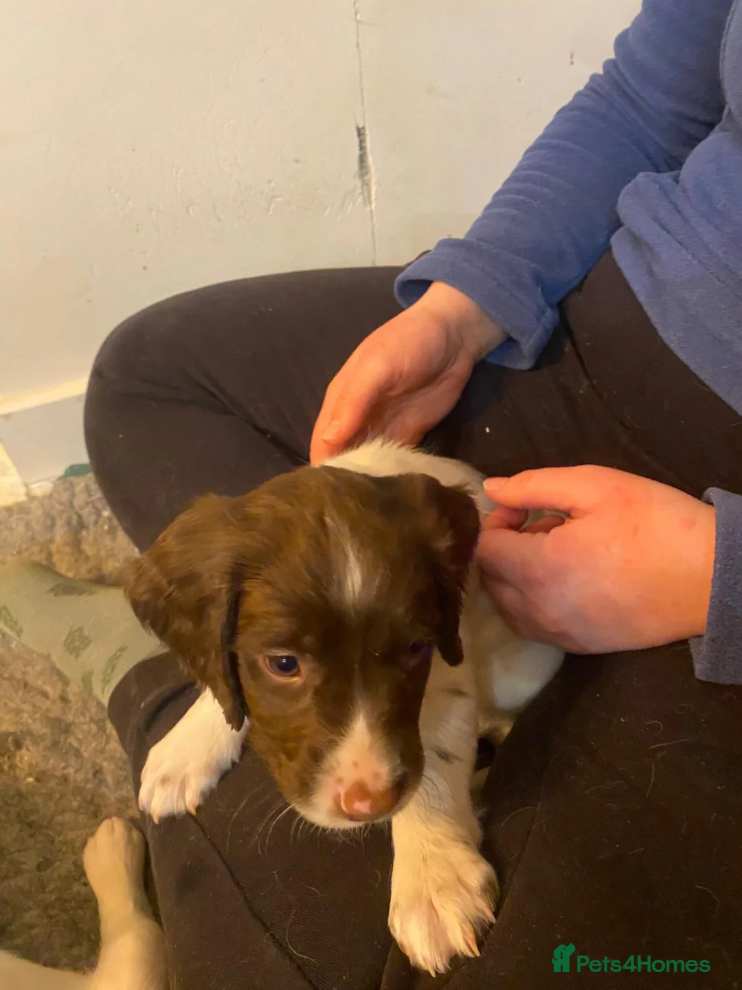 English Springer Spaniel dogs for sale: English Springer Spaniel Pups - Advert 14