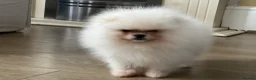 Pomeranian dogs for sale:     Luxury White Pomeranian Puppies  - Advert 11