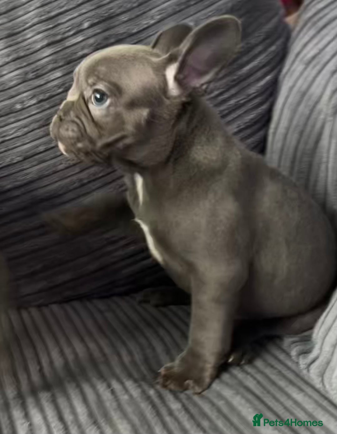 French Bulldog dogs for sale: French Bulldog Blue Girl 12 weeks old ! Last one - Advert 17