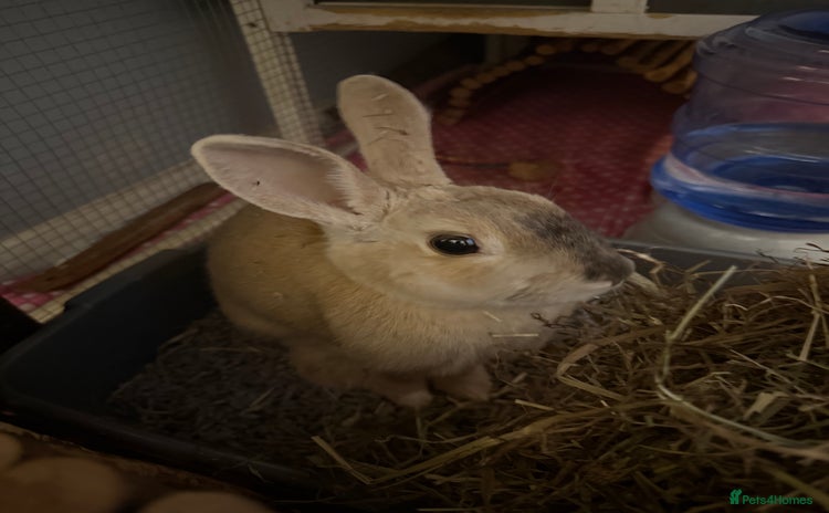 Mixed Breed rabbits - Advert 3