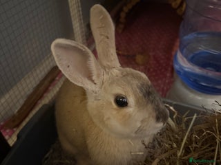 Mixed Breed rabbits - Advert 11