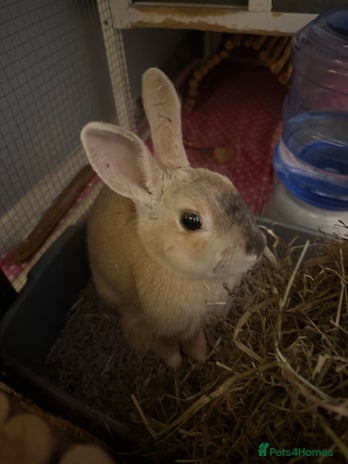 Mixed Breed rabbits - Advert 7