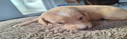 Mixed Breed dogs for sale: Gorgeous goldendoodles!! - Advert 10