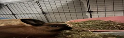 Mixed Breed rabbits for sale: Loving bunnies needing a 🏡 in Christchurch - Advert 4