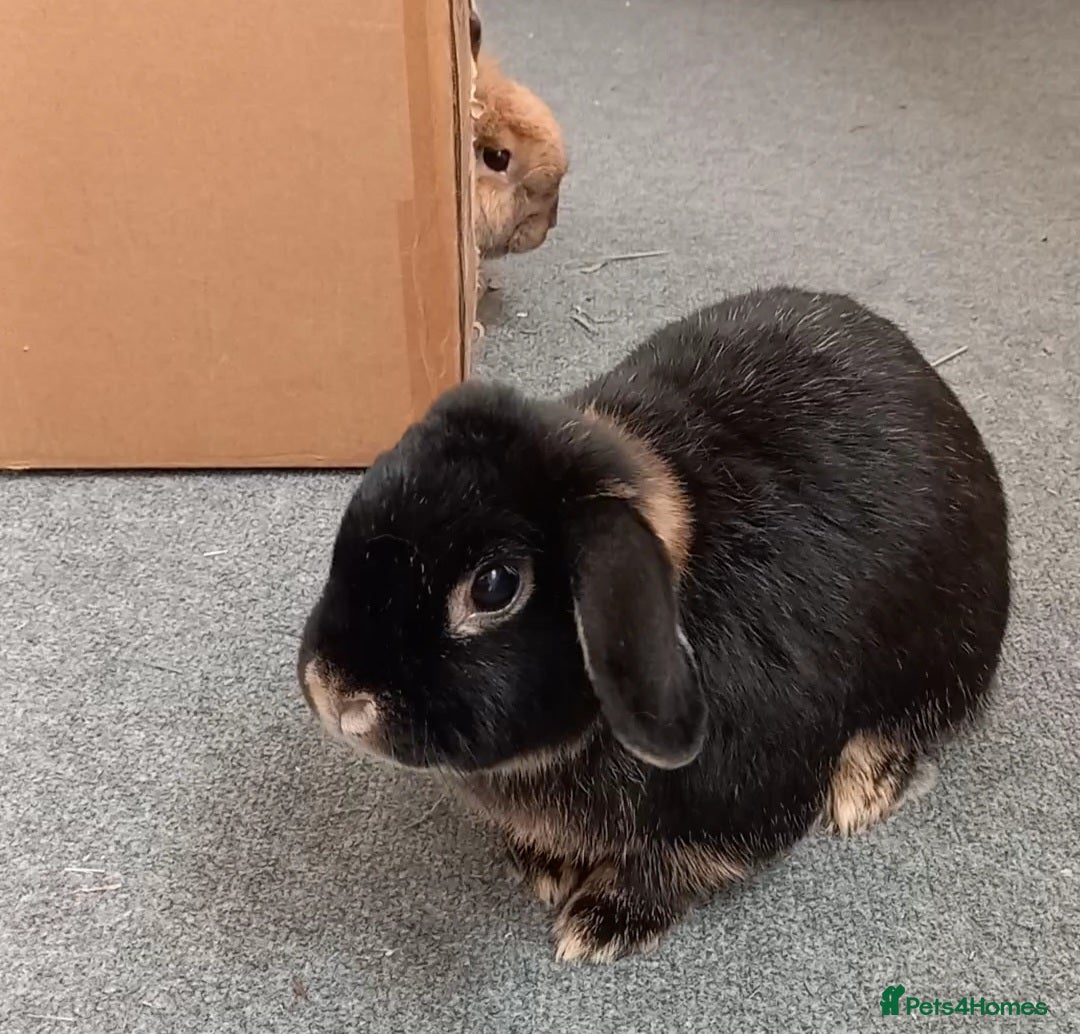 Mixed Breed rabbits for sale: Bonded pair looking for retirement home - Advert 4
