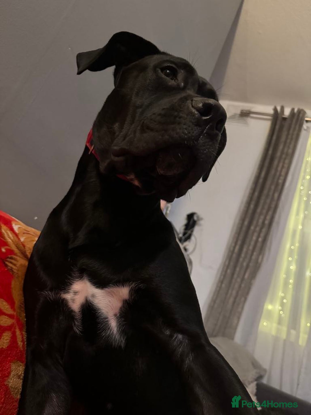 Cane Corso dogs for sale: For sale - Image 2