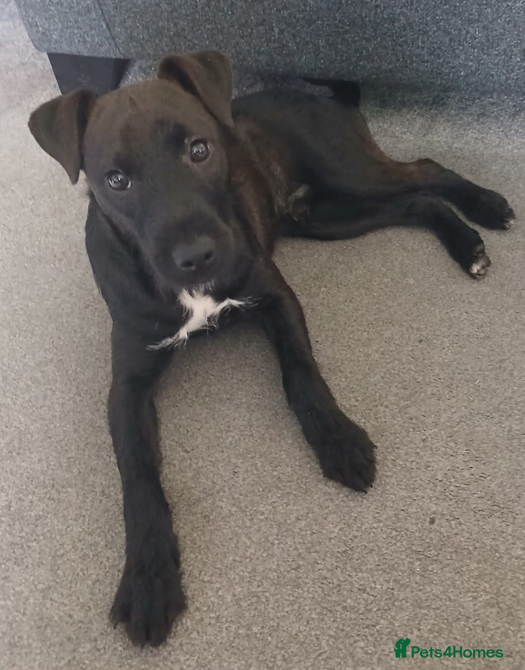 Patterjack dogs Patterjack Pup rehome - Advert 1