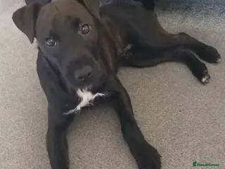 Patterjack dogs Patterjack Pup rehome - Advert 3