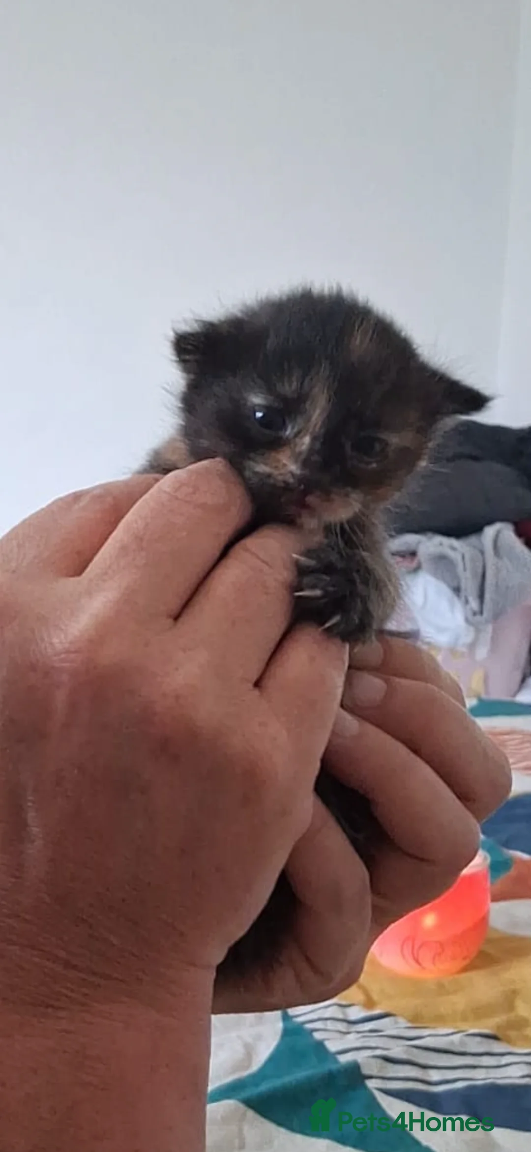 Mixed Breed cats for sale: 6 beautiful kittens  - Advert 2
