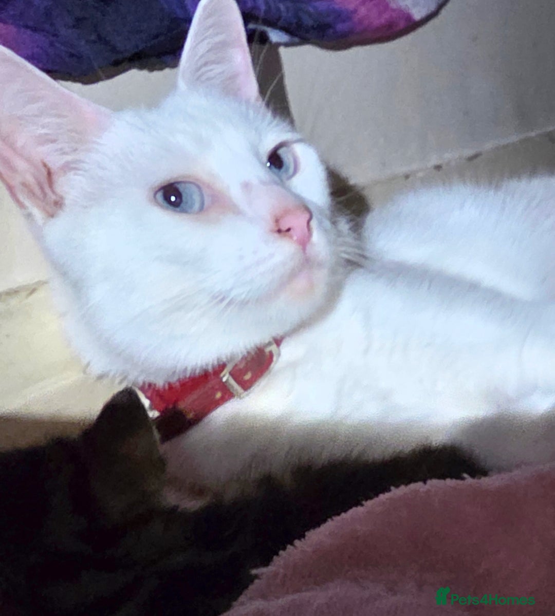 Turkish Angora cats for sale: White Turkish Angora kittens 😸 😍 ♥️  - Advert 1