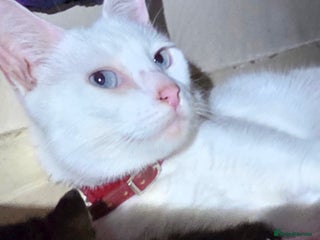 Turkish Angora cats for sale: White Turkish Angora kittens 😸 😍 ♥️ - Advert 1