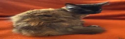 Maine Coon cats for sale: ONLY 2 LEFT GCCF PEDIGREE MAINECOON KITTENS - Advert 18