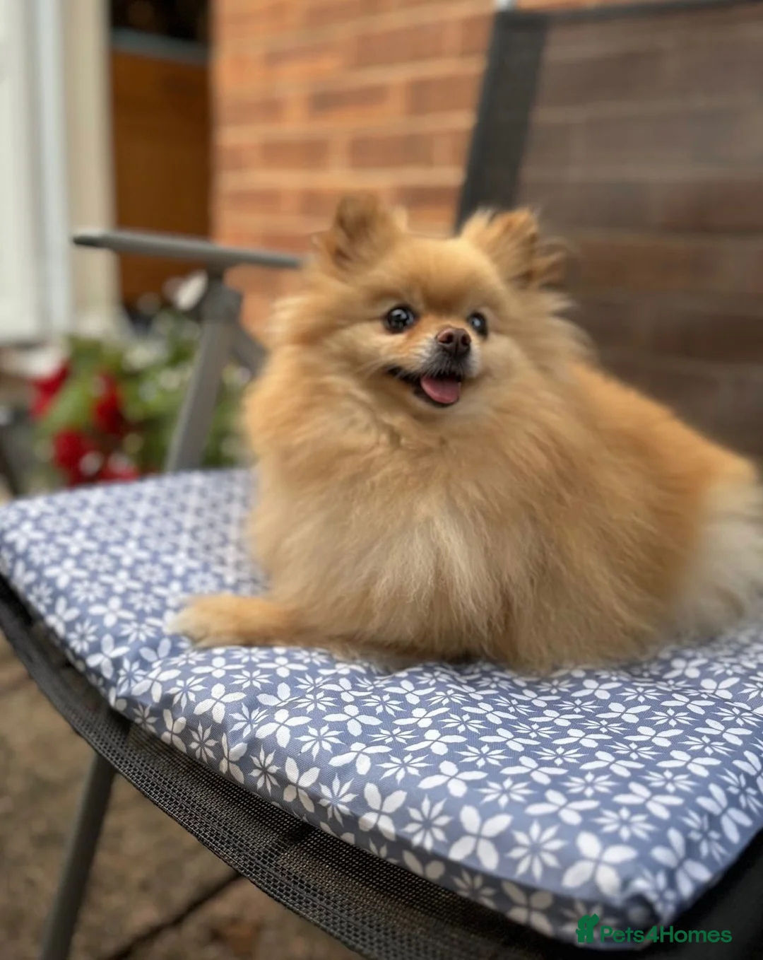 Pomeranian dogs for sale: Lexie  - Advert 4