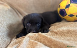 Labrador Retriever dogs for sale: Chocolate Labrador puppies  - Advert 26