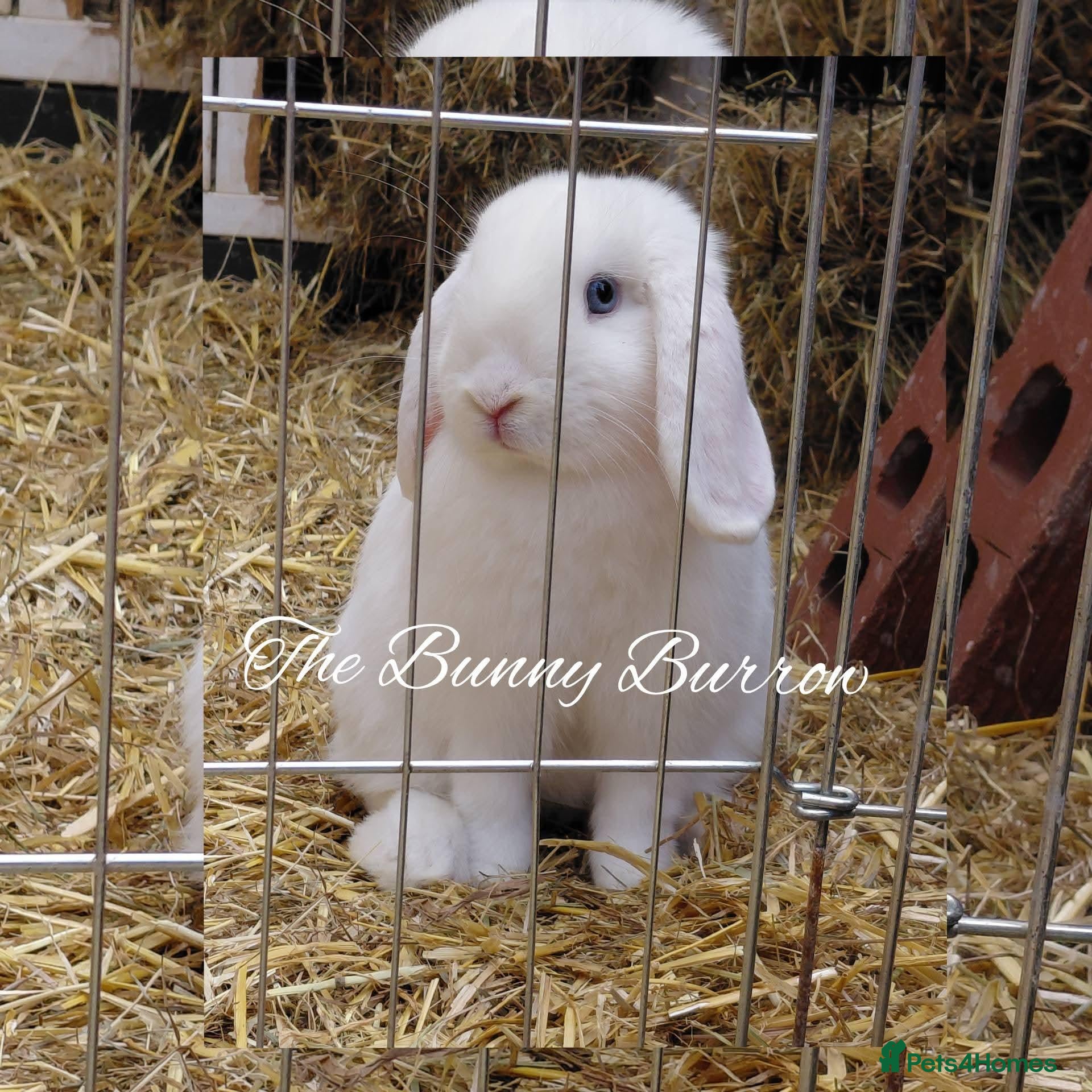 Mini Lop rabbits for sale: Blue Eye Mini Lop Buck - Advert 2