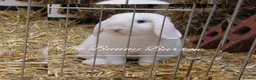 Mini Lop rabbits for sale: Blue Eye Mini Lop Buck - Advert 1