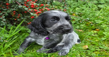 Cocker Spaniel dogs - Advert 11