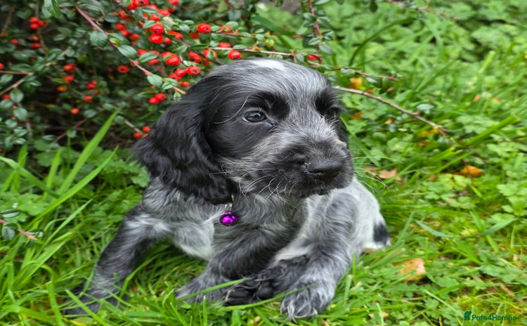 Cocker Spaniel dogs - Advert 7