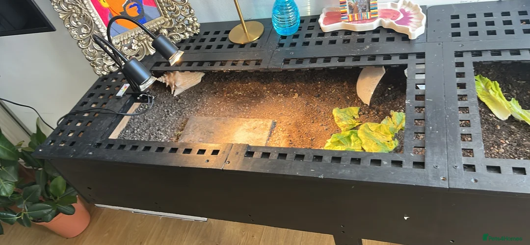Tortoise reptiles for sale: Greek spur female tortoise with full set up  - Advert 8