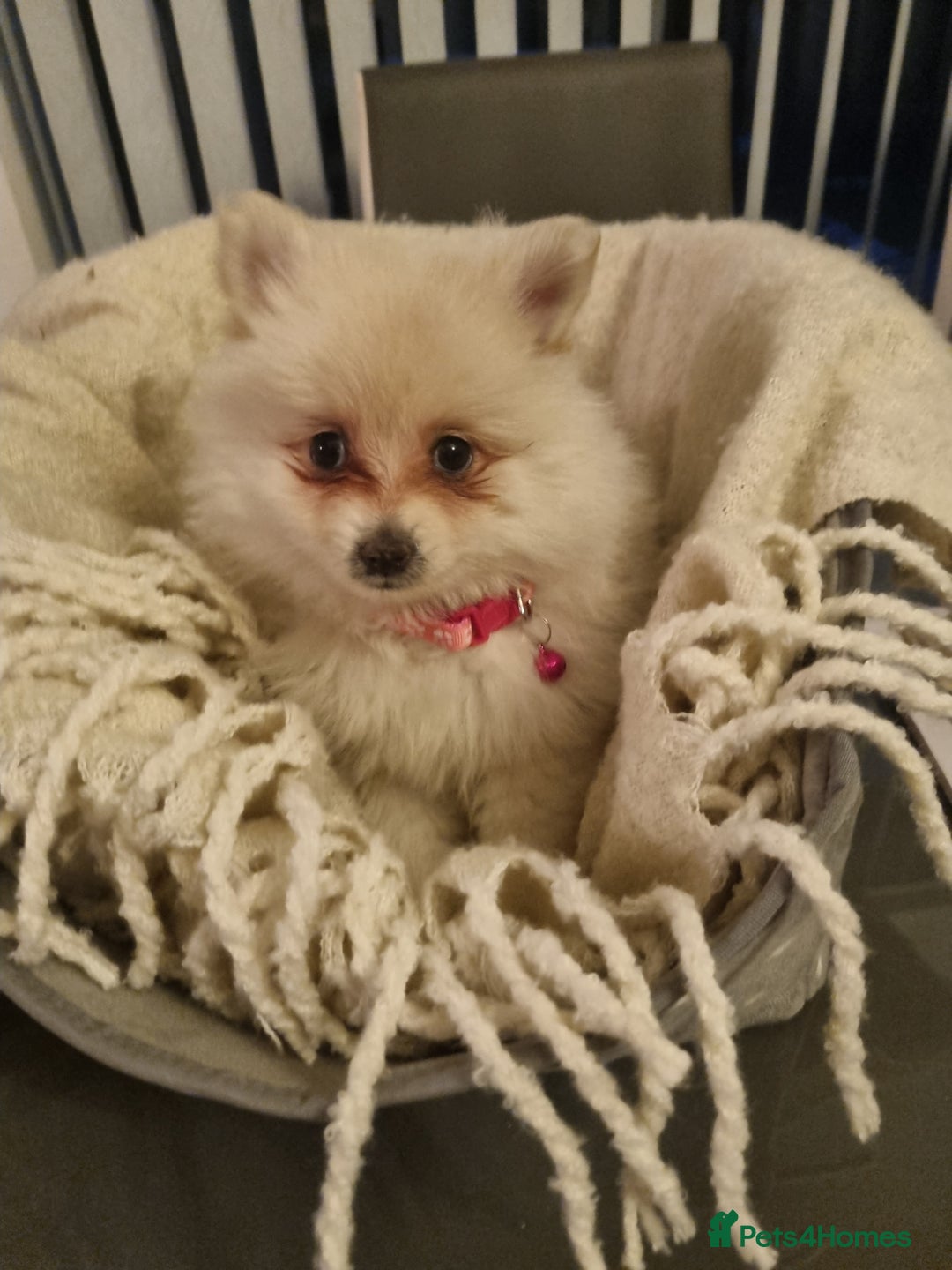 Pomeranian dogs for sale: Pomeraniums  - Advert 10