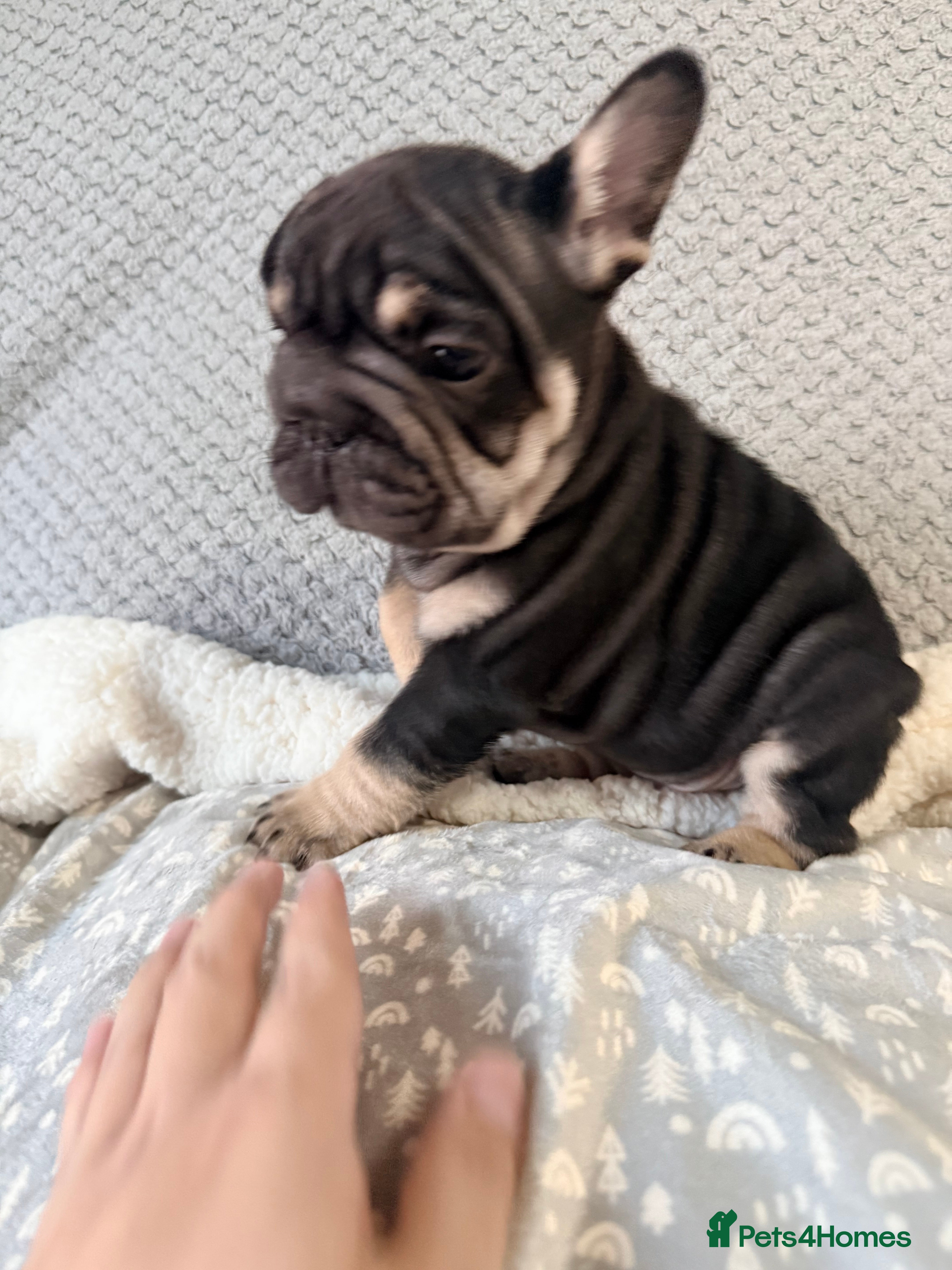 French Bulldog dogs French bulldog puppies for sale! - Advert 16