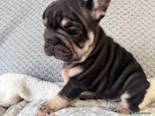 French Bulldog dogs Price reduced! 1 pup remaining.. Great bloodline. - Advert 9