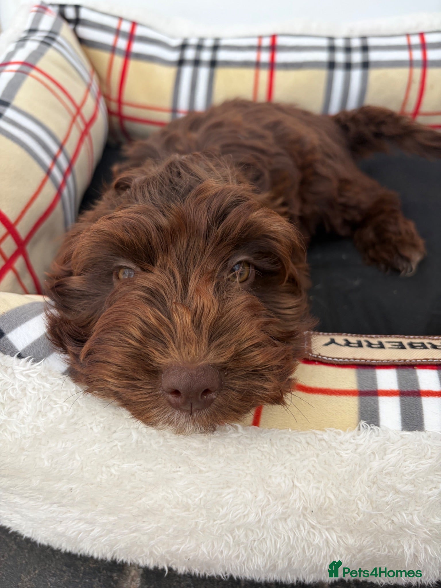 Cockapoo dogs F1 AMAZING COCKERPOO  CHOCOLATE MALE AVAILABLE  - Advert 1