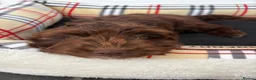 Cockapoo dogs for sale: F1 AMAZING COCKERPOO  - Advert 4