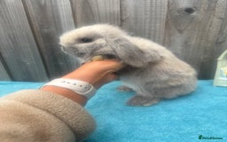 Mini Lop rabbits for sale: Mini lop babies ready to go - Image 4